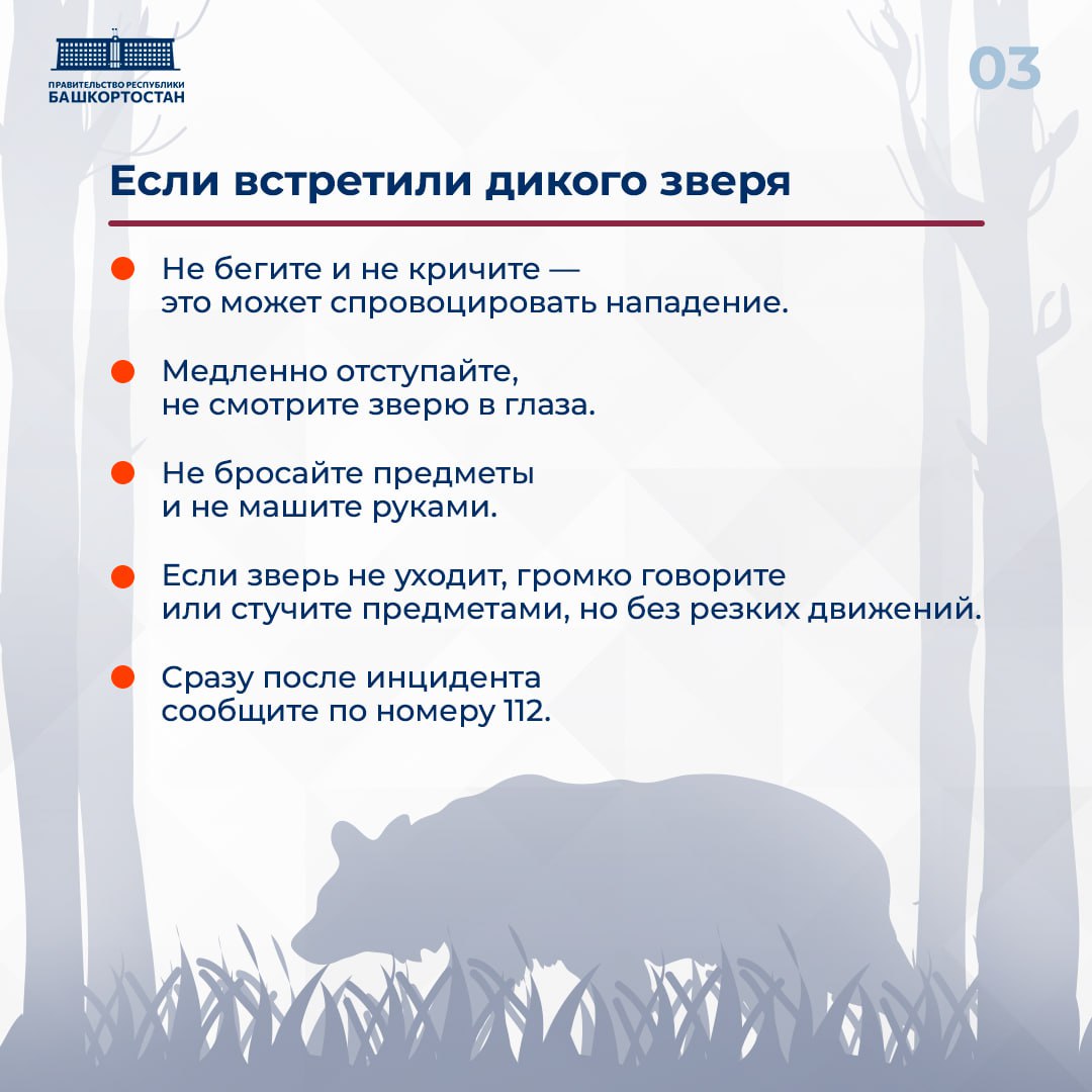 Осенью дикие животные все чаще подходят к деревням и дачным участкам Осенью дикие животные все чаще подходят к деревням и дачным участкам