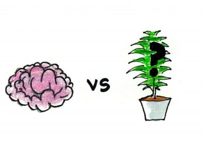 Растения: удивительные способности к обучению и взаимодействию с окружающим миром