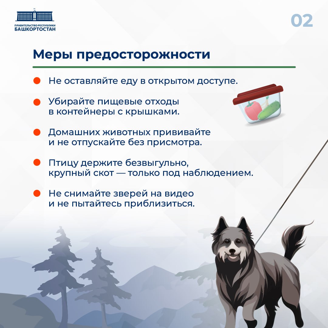 Осенью дикие животные все чаще подходят к деревням и дачным участкам Осенью дикие животные все чаще подходят к деревням и дачным участкам