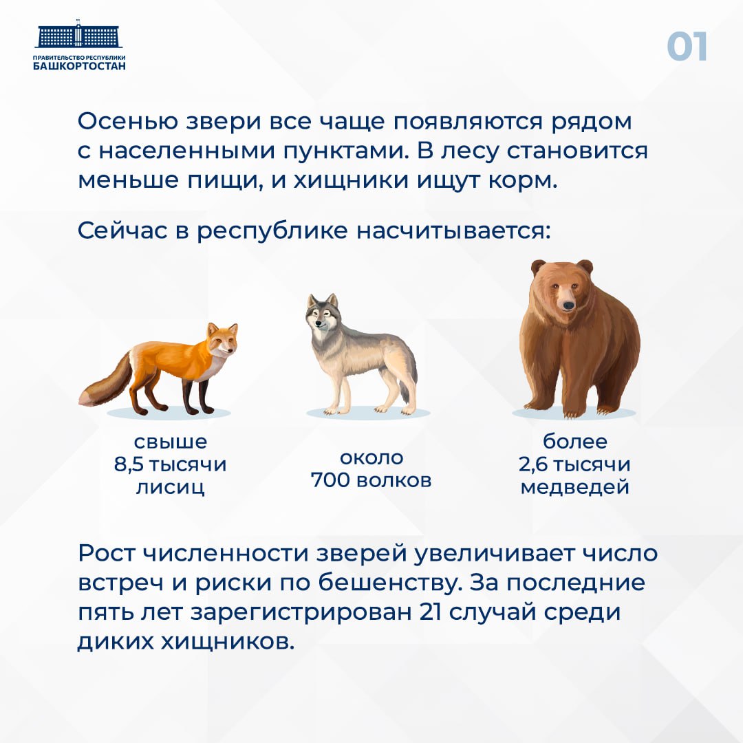 Осенью дикие животные все чаще подходят к деревням и дачным участкам Осенью дикие животные все чаще подходят к деревням и дачным участкам