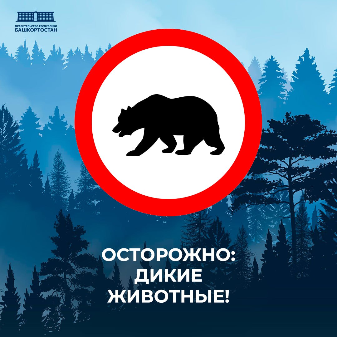 Осенью дикие животные все чаще подходят к деревням и дачным участкам