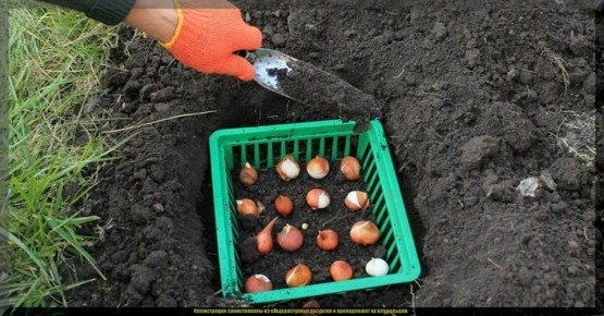 Как защитить тюльпаны от грызунов и предотвратить гниение: секреты успешной осенней посадки