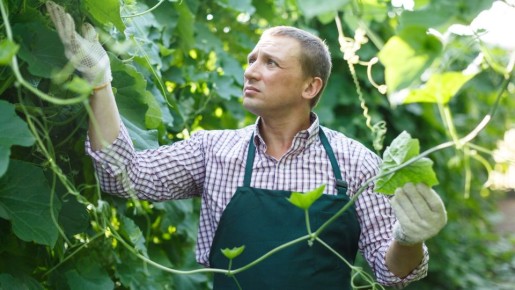 Опытные садовники давно обрезают листья у кабачка: вот почему вам тоже стоит так делать