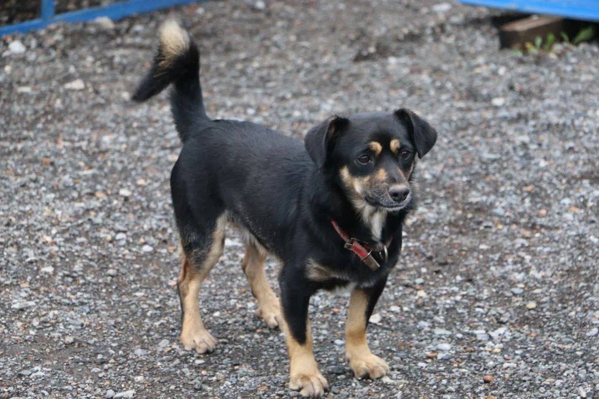 В пожарной части в Чишминском районе живет три пушистых талисмана: Дымок, Уголек и Гидрант В пожарной части в Чишминском районе живет три пушистых талисмана: Дымок, Уголек и Гидрант