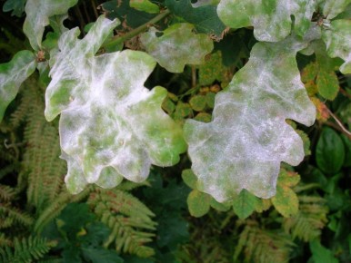 Способы борьбы с мучнистой росой на кабачках