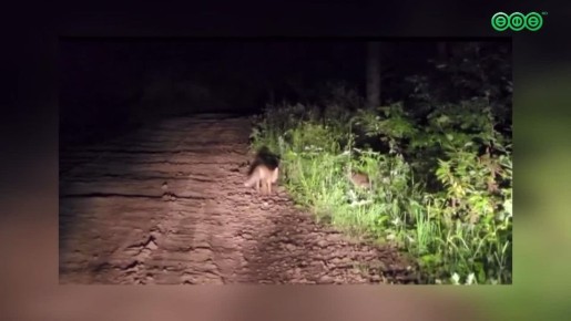 С приходом осени дикие животные чаще начали выходить к людям