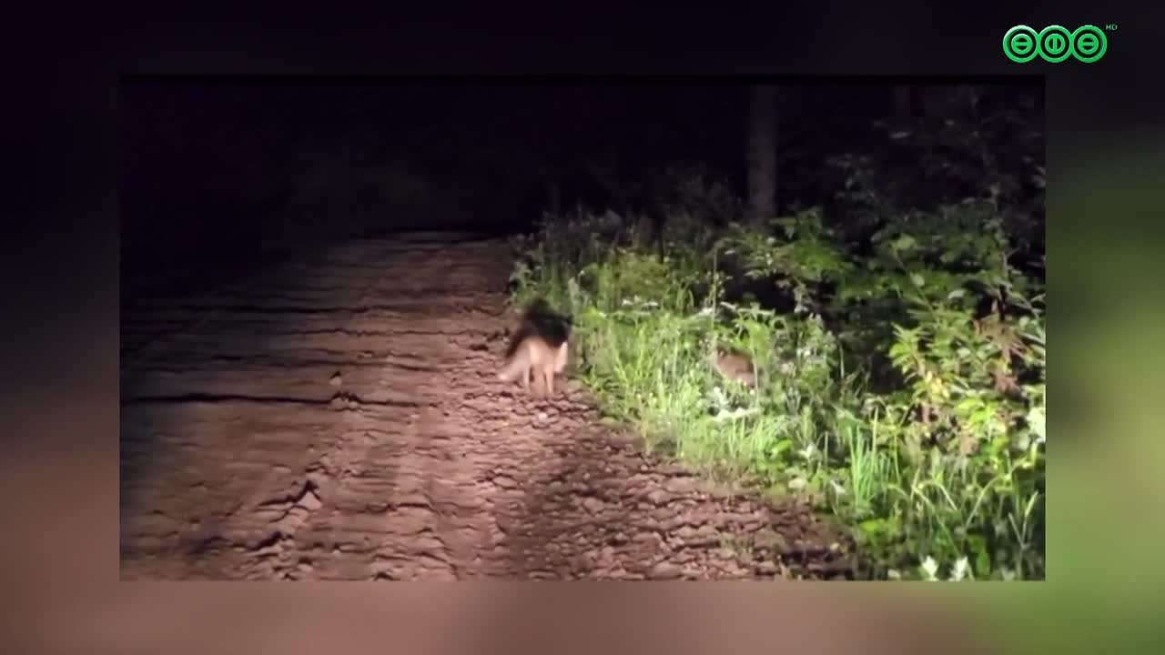 С приходом осени дикие животные чаще начали выходить к людям