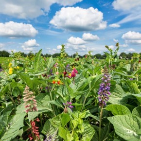 Зеленые надежды: как сидераты преобразят ваш огород