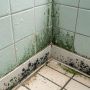 Грибок в ванной: как навсегда распрощаться с черными пятнами