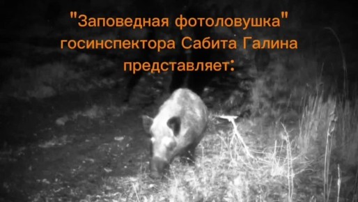 Фотоловушка «поймала» стадо кабанов
