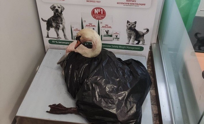 В Чишминском районе нелюди расстреляли лебедя