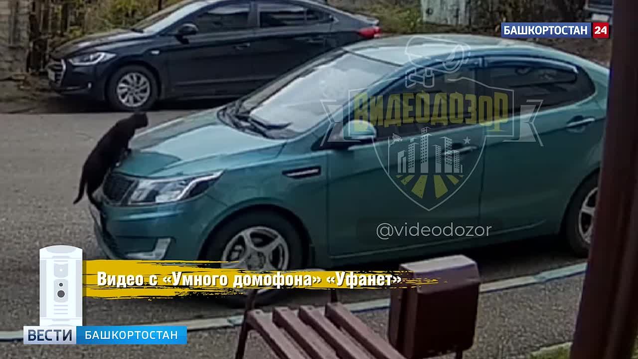 Пушистый бандит: в Башкортостане кот оторвал госномер с автомобиля
