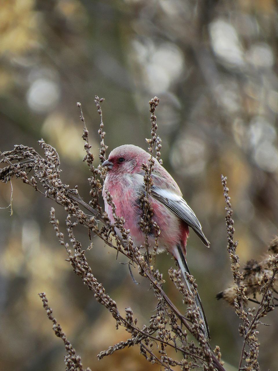 Популяция снегирей растет. Раньше эти птички были в Красной книге Башкирии, но в новом издании 2025 года их оттуда убрали Популяция снегирей растет. Раньше эти птички были в Красной книге Башкирии, но в новом издании 2025 года их оттуда убрали