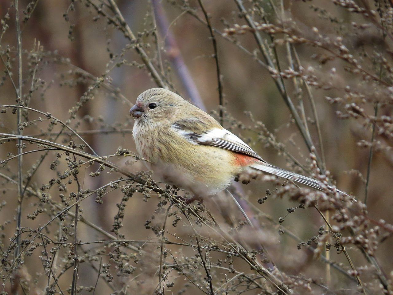 Популяция снегирей растет. Раньше эти птички были в Красной книге Башкирии, но в новом издании 2025 года их оттуда убрали Популяция снегирей растет. Раньше эти птички были в Красной книге Башкирии, но в новом издании 2025 года их оттуда убрали
