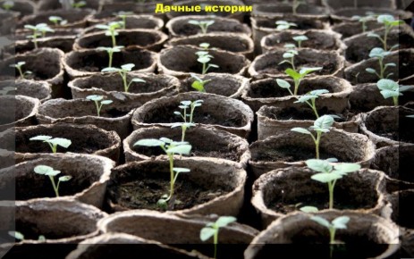 Выращивание картофеля из семян: что нужно знать