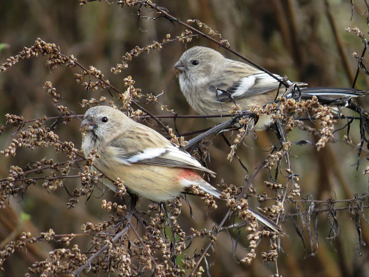 Популяция снегирей растет. Раньше эти птички были в Красной книге Башкирии, но в новом издании 2025 года их оттуда убрали