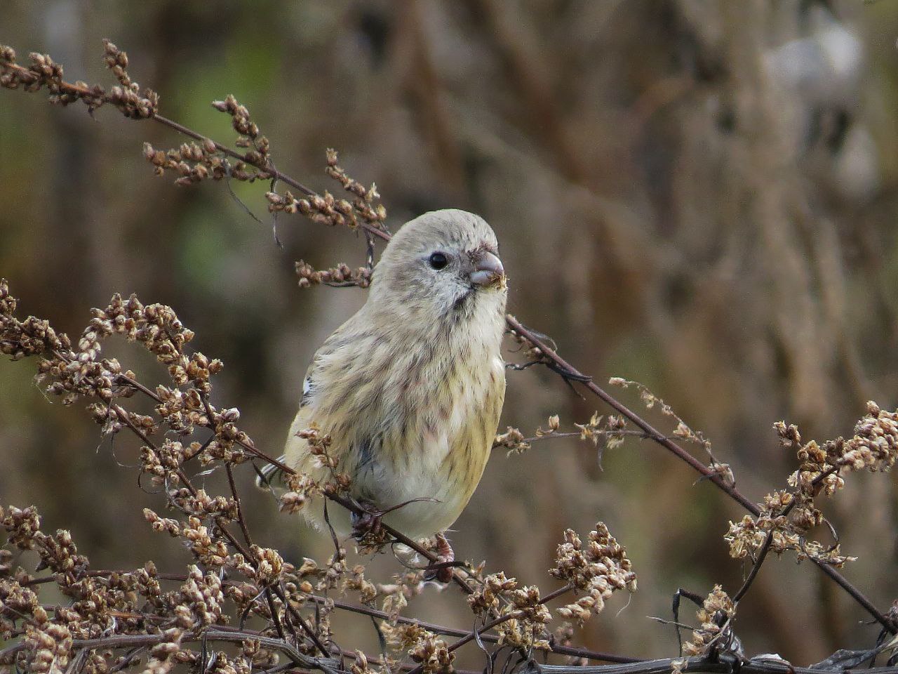 Популяция снегирей растет. Раньше эти птички были в Красной книге Башкирии, но в новом издании 2025 года их оттуда убрали Популяция снегирей растет. Раньше эти птички были в Красной книге Башкирии, но в новом издании 2025 года их оттуда убрали
