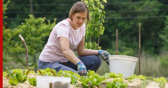 Новые правила для дачников