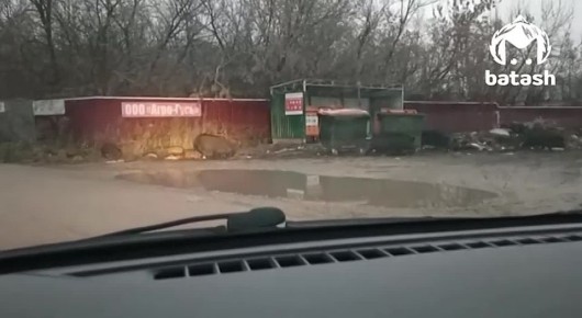 Ничего такого, просто мама кабан и папа кабан выгуливают своих детишек в Туймазах