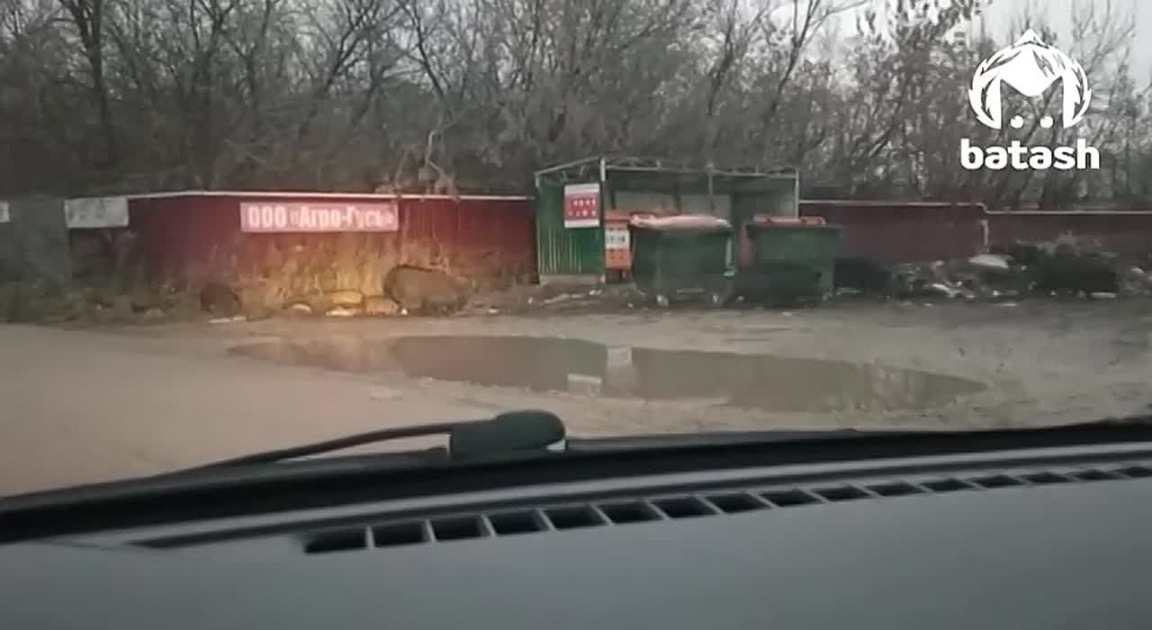 Ничего такого, просто мама кабан и папа кабан выгуливают своих детишек в Туймазах