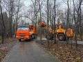 В Непейцевском дендропарке приступили к вырубке сухостойных, аварийных, буреломных деревьев