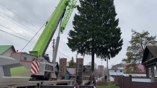 Прямо сейчас в Затоне срезают будущую новогоднюю елку