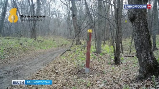 Фотоловушка запечатлела прогулку кабанов в нацпарке «Башкирия»