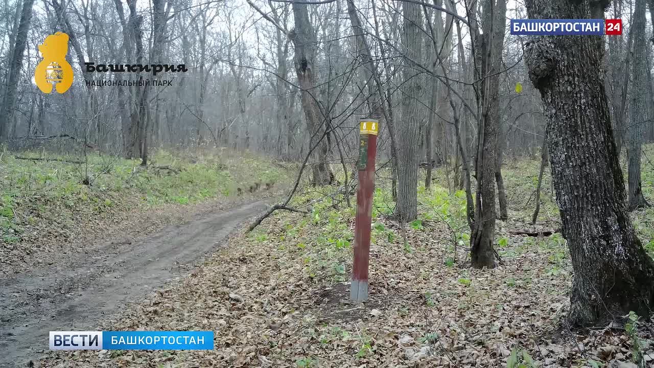 Фотоловушка запечатлела прогулку кабанов в нацпарке «Башкирия»