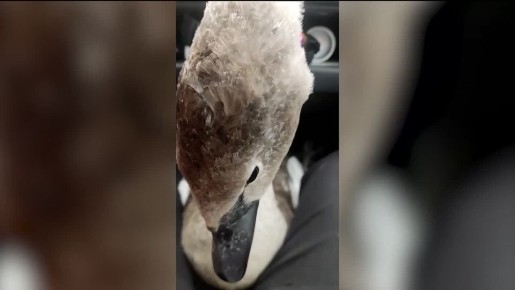 Лебедя без крыльев обнаружили в Башкортостане