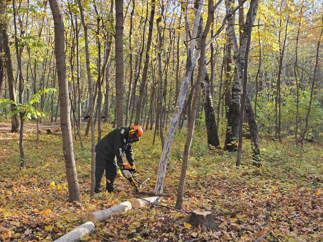 Сотрудники «Горзеленхоза» в Уфе начали выборочную санитарную рубку в Непейцевском дендропарке.Об этом сообщил глава администрации Орджоникидзевского района Рустем Хамитов