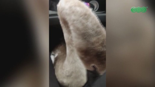 В одном из районов Башкирии нашли лебедя, у которого не функционируют крылья