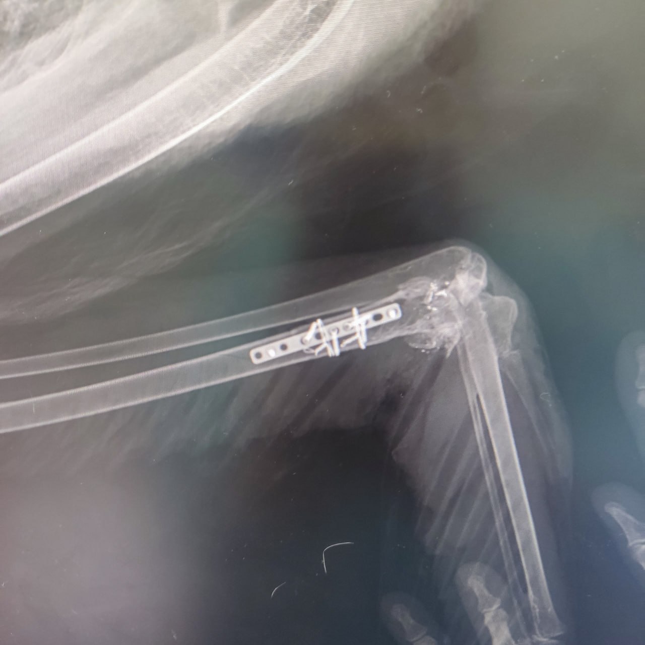 В Уфу привезли лебедя без крыльев В Уфу привезли лебедя без крыльев