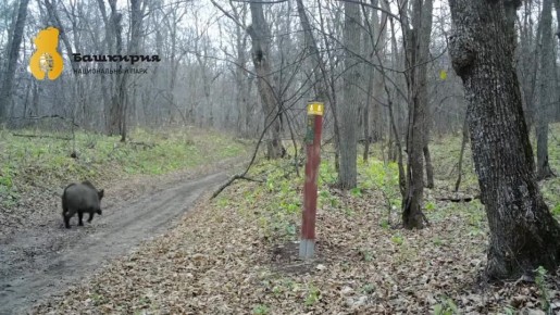 Уникальные кадры из нацпарка «Башкирия»