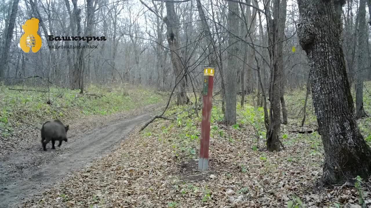 Уникальные кадры из нацпарка «Башкирия»