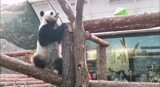 Один любит арбуз, а другой — свиной хрящик