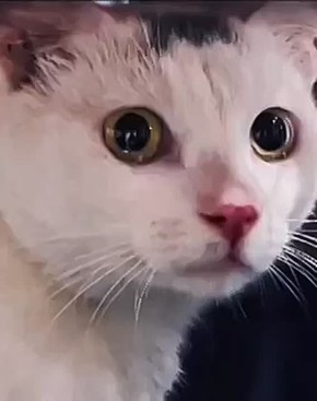 Один взмах рукой может убить кошку