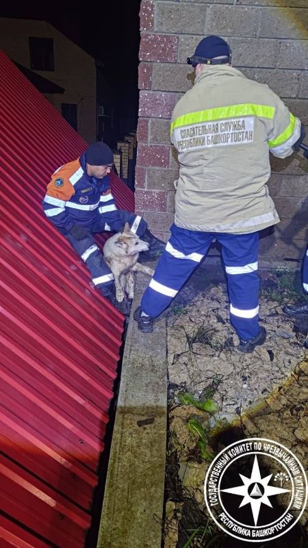 Сегодня утром спасателям Госкомитета РБ по ЧС поступил вызов с просьбой помочь собаке