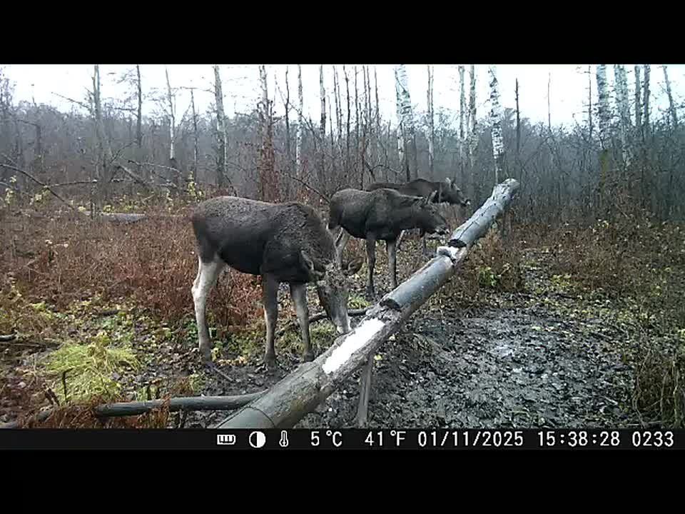 Полакомились солью. В министерстве природы поделились кадрами с одной из фотоловушек в заказнике «Белоозерский»