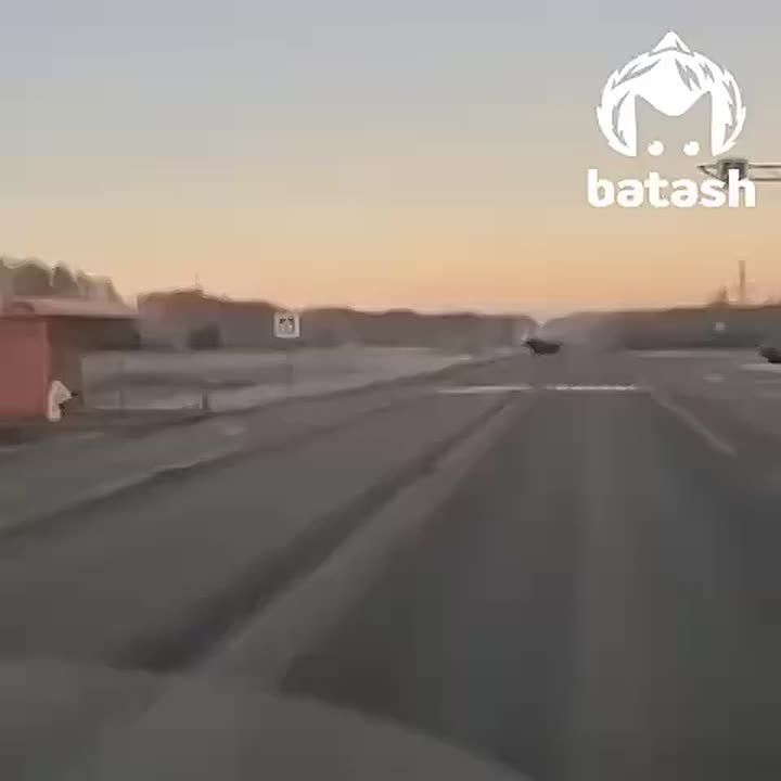 "Вот они, лосики. Ути маленький, побежал, куда побежал"