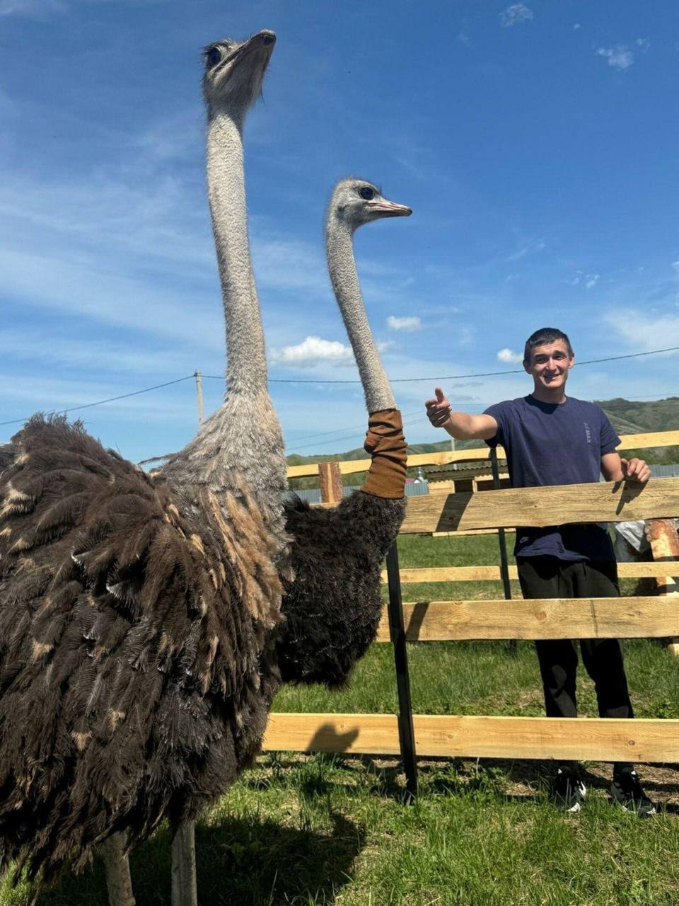 В Башкирии открылся «Страусиный двор»