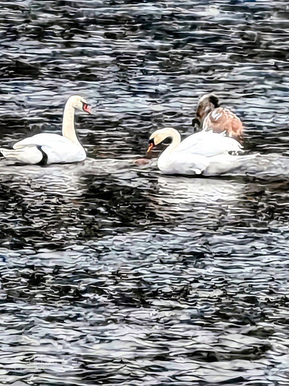 В Бурзянском районе заметили грациозных лебедей В Бурзянском районе заметили грациозных лебедей