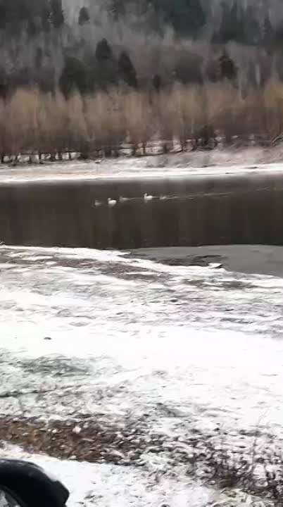 В Бурзянском районе заметили грациозных лебедей