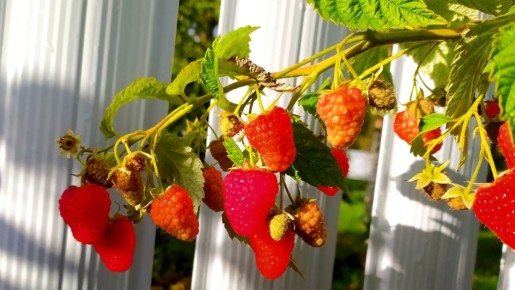 Малины будет с гулькин нос: вот что погубит ваш урожай