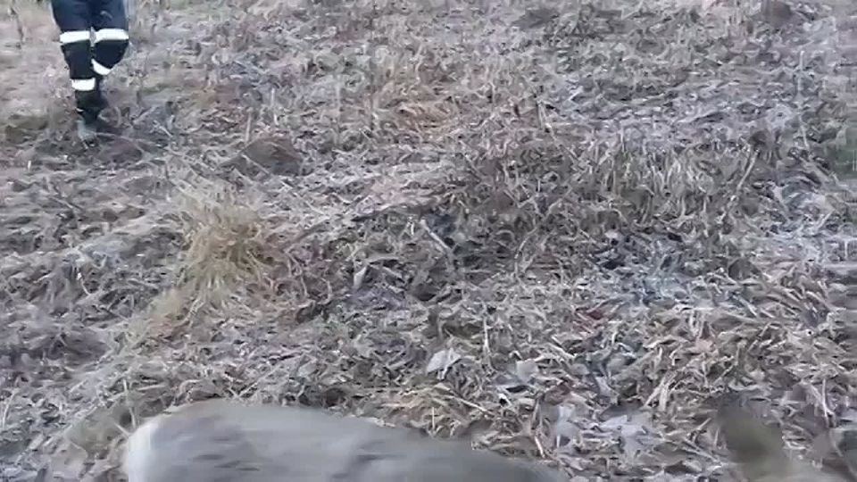 Спасли тонущую косулю. Первый лед на водоемах республики оказался опасной ловушкой для диких животных