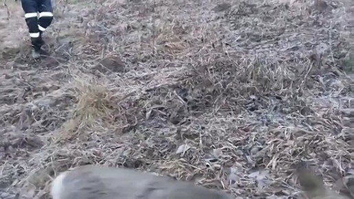 Спасли тонущую косулю. Первый лед на водоемах республики оказался опасной ловушкой для диких животных