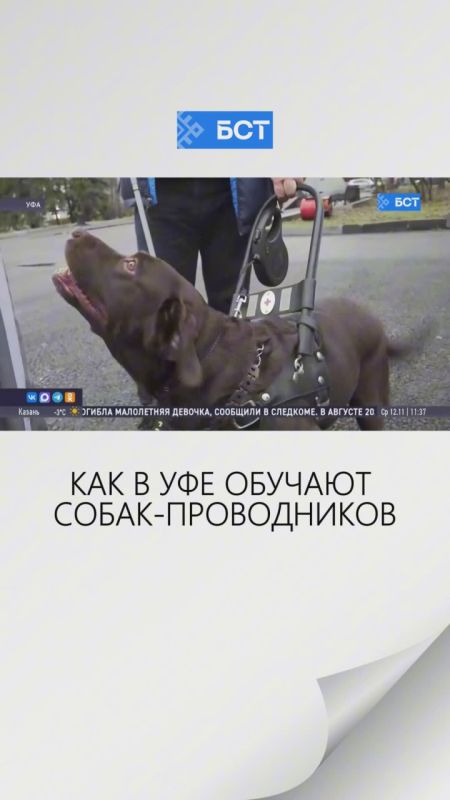 С другом по жизни!. В Уфе показали, как обучают собак-проводников
