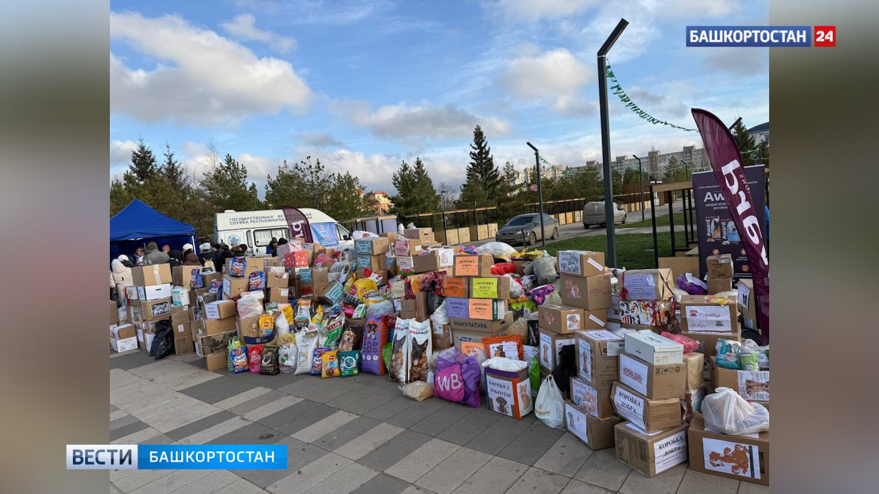 Собрали четыре тонны корма: в Уфе прошла акция для помощи бездомным животным «Ищу человека» Собрали четыре тонны корма: в Уфе прошла акция для помощи бездомным животным «Ищу человека»