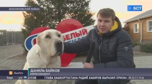 В Башкирии разводят собак для помощи детям с ОВЗ