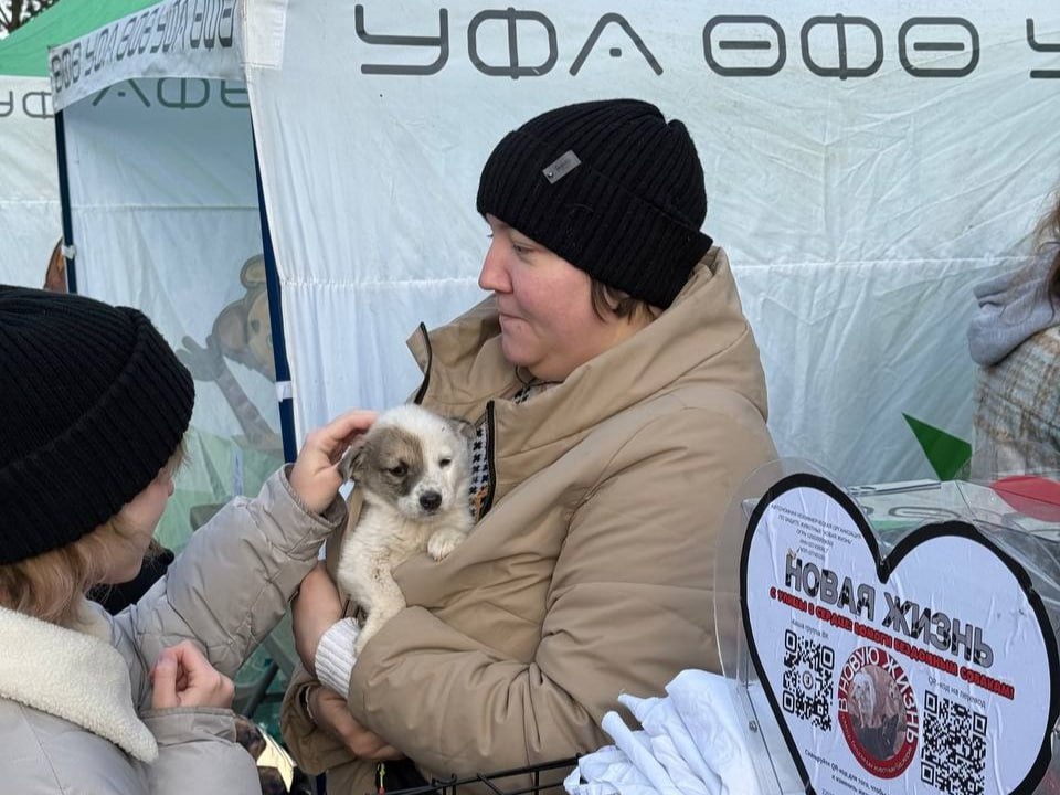 Друг в беде не бросит. 15 ноября в Уфе прошла десятая благотворительно-просветительская акция «Ищу человека» Она проводится ежемесячно по инициативе мэра Уфы Ратмира Мавлиева в рамках проекта «Уфа добрая» Площадкой стал парк... Друг в беде не бросит. 15 ноября в Уфе прошла десятая благотворительно-просветительская акция «Ищу человека» Она проводится ежемесячно по инициативе мэра Уфы Ратмира Мавлиева в рамках проекта «Уфа добрая» Площадкой стал парк...