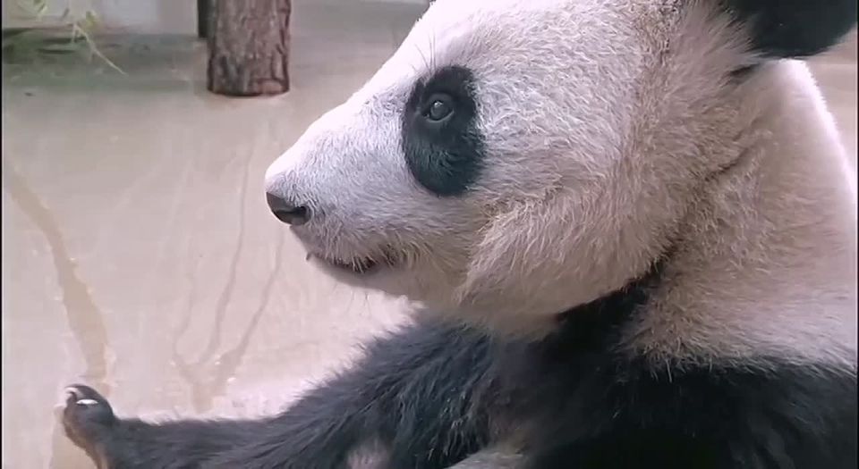 Катюша из Московского зоопарка наслаждается субботним днём и всем желает того же